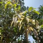 Mangifera indica পাতা