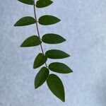 Wisteria frutescens Leaf