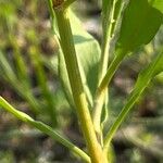 Rumex pallidus