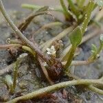 Limosella aquatica Fruit