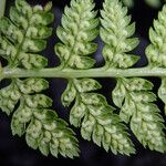 Athyrium schimperi List