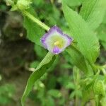 Legousia hybrida その他の提案