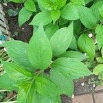 Hydrangea paniculataLehti