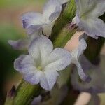 Stachytarpheta cayennensis Blüte