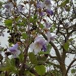 Paulownia fortunei Blüte