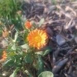 Calendula algeriensis花