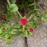 Mesembryanthemum cordifolium Цвят