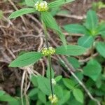 Mitracarpus hirtus Leaf