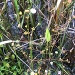 Alisma plantago-aquatica Habitat