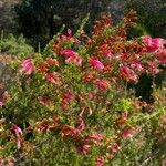 Erica discolor Flor
