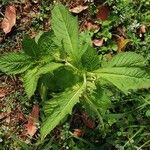 Crassocephalum crepidioides Blatt