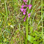 Anacamptis laxiflora Habit