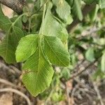 Allophylus rubifolius Leaf