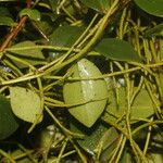 Peperomia glabella Hoja