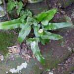 Asplenium sagittatum Hábito