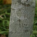 Dombeya pilosa Bark