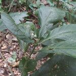 Acalypha apodanthes Hoja