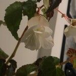 Begonia pendula Blomst