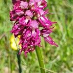 Orchis × bergonii Flor