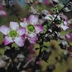 Leptospermum polygalifolium