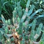 Euphorbia resinifera Yeri