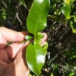 Coprosma robusta Hoja