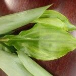 Costus afer Φύλλο