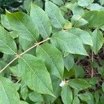 Lonicera fragrantissima Leaf