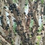Plinia cauliflora Фрукт