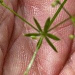 Galium palustre Blad