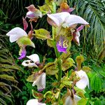 Eulophia horsfallii Flower