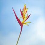 Heliconia psittacorum Flower