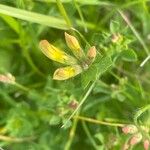 Lotus corniculatus आदत