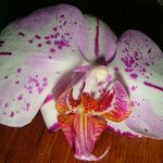 Phalaenopsis × singuliflora 花