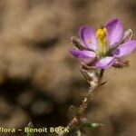 Spergularia echinosperma Anders