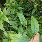 Clinacanthus nutans Leaf