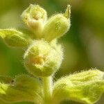 Salvia campanulata Other