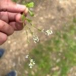 Calepina irregularis Flower