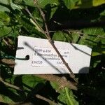 Chimonanthus praecox ᱮᱴᱟᱜ