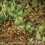 Lycopodium × oellgaardii Habit