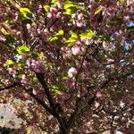 Prunus triloba Flower