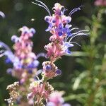 Trichostema lanatum Flor