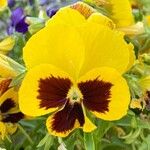 Viola × wittrockianaFlower