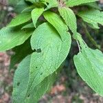 Gesnouinia arborea Leaf