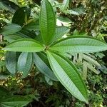 Miconia longifolia Лист