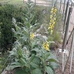 Verbascum boerhavii Συνήθη χαρακτηριστικά