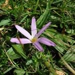 Colchicum montanumFlor