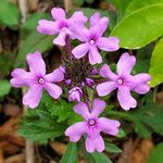 Verbena canadensis പുഷ്പം