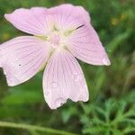 Malva moschataBlüte