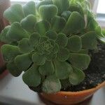 Aeonium castello-paivae Blad